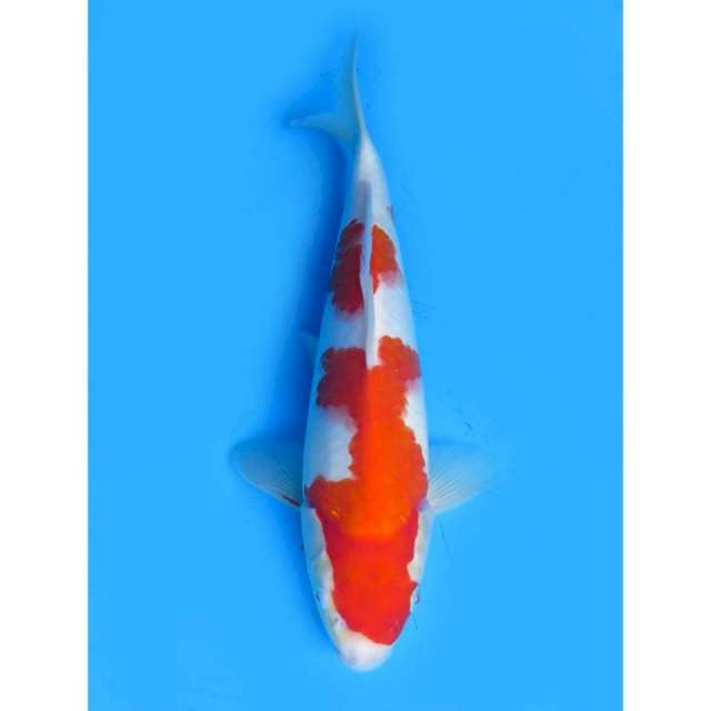 Nidan Kohaku - 28cm Male