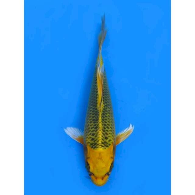 Kumpay Matsuba - 22cm Male