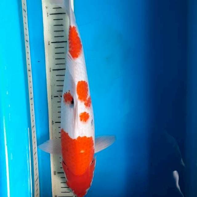 Kohaku sanke 40cm