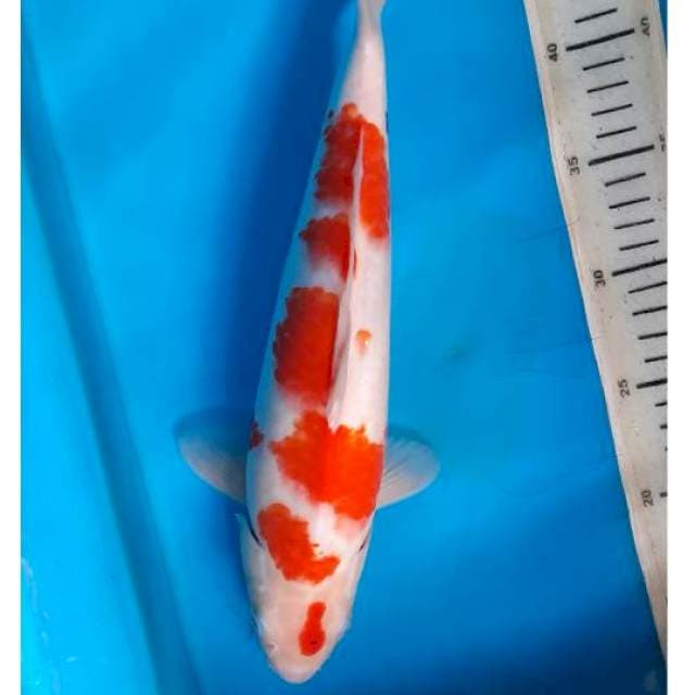 Kohaku sanke 33cm