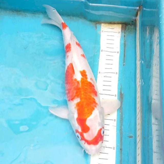 Kohaku Hikari 33cm Female