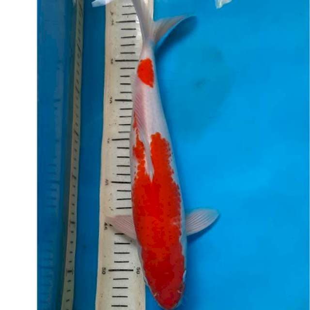 Kohaku 37cm