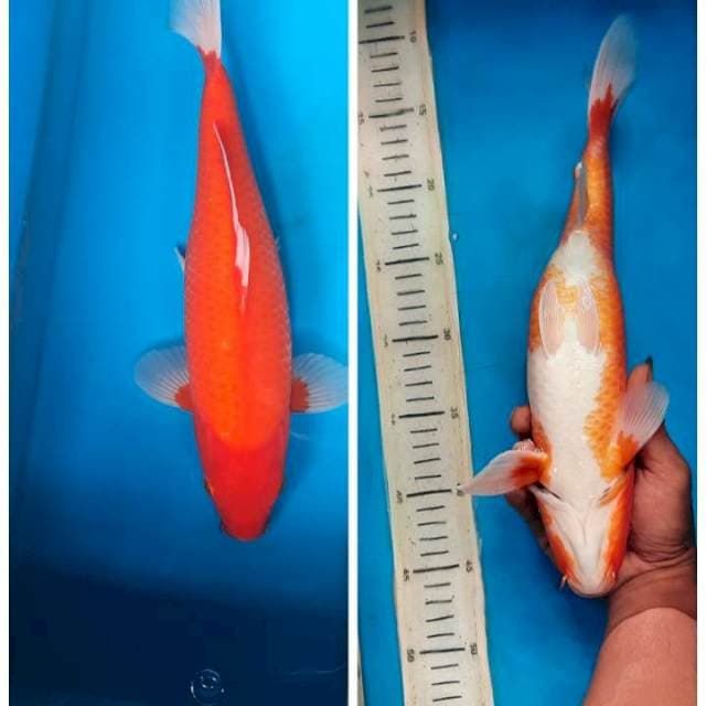 Aka hajiro 34cm