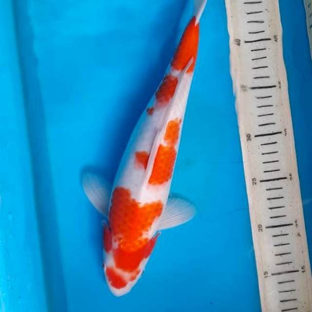 Kohaku 35cm