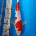 Kohaku 