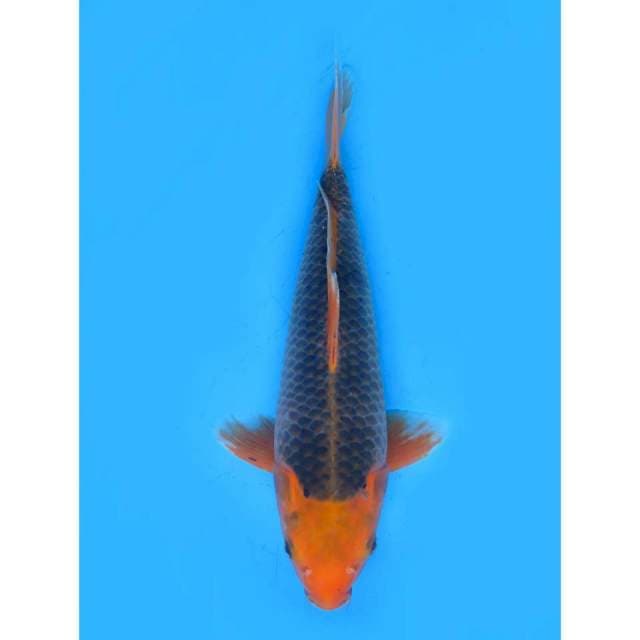 Matsuba Jumbo Tosai - 34cm Male 