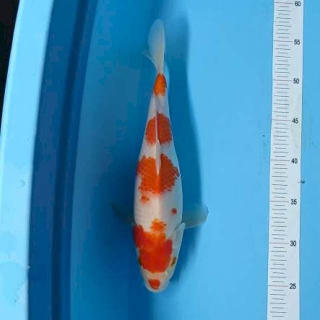 Kohaku 4 step
