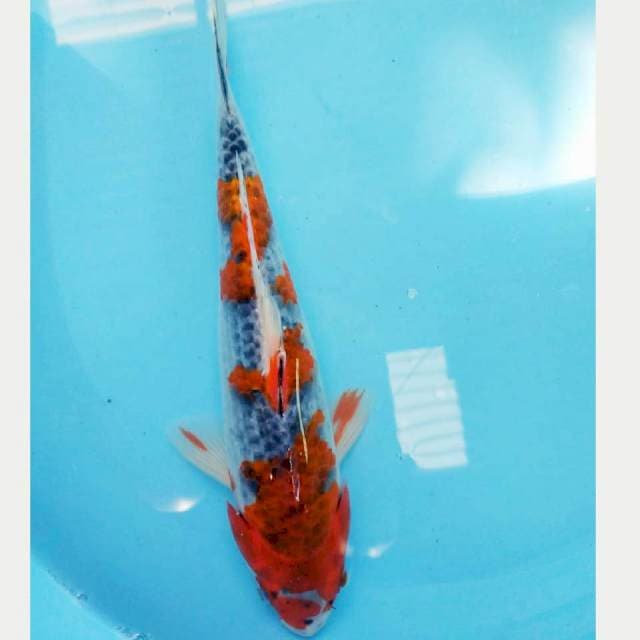 Goshiki Strong 28cm