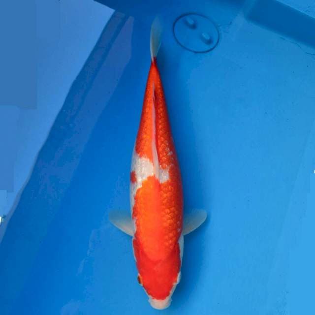Kohaku Ginrin Bulky