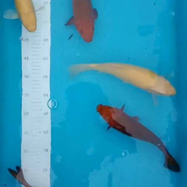 Mix karasi tembaga 27,28,30,30,31cm