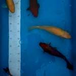 Mix karasi tembaga 27,28,30,30,31cm