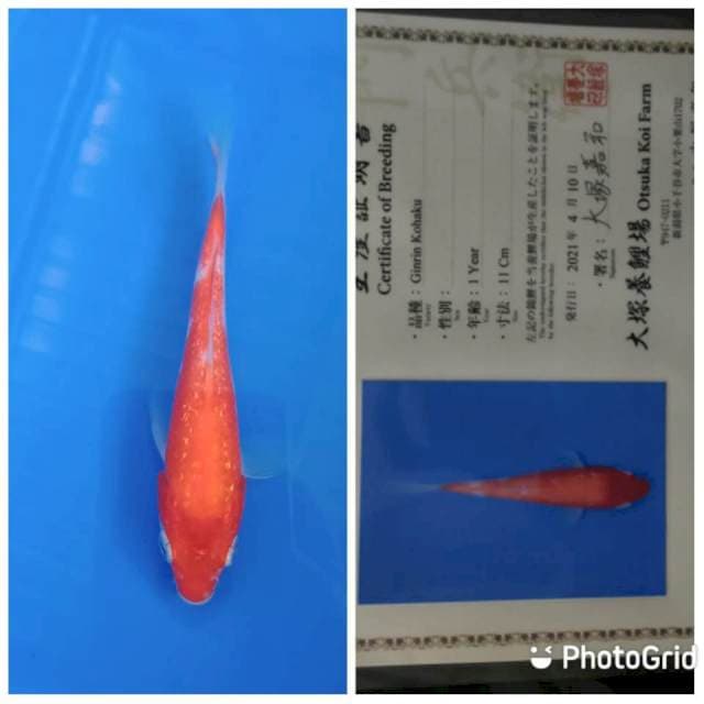 Ginrin kohaku otsuka tosai