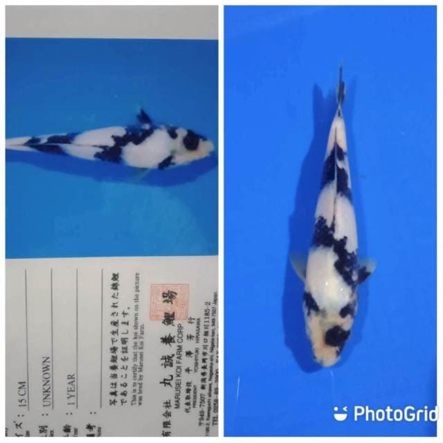 Shiro tosai marusei
