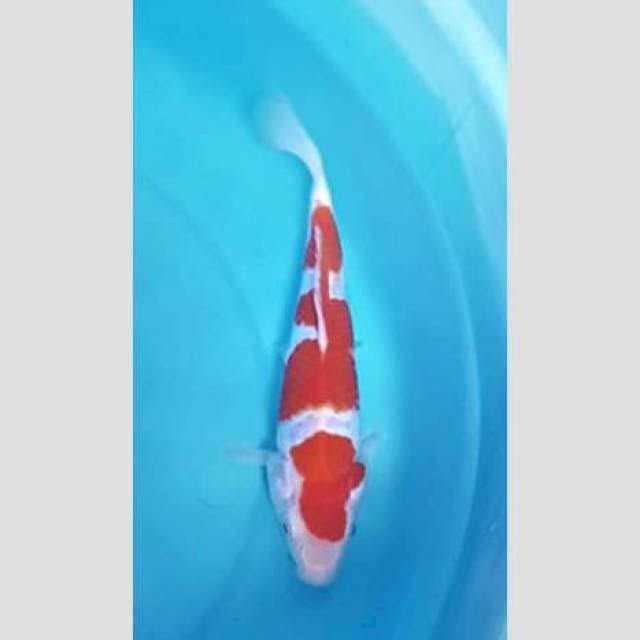 Kohaku 25cm