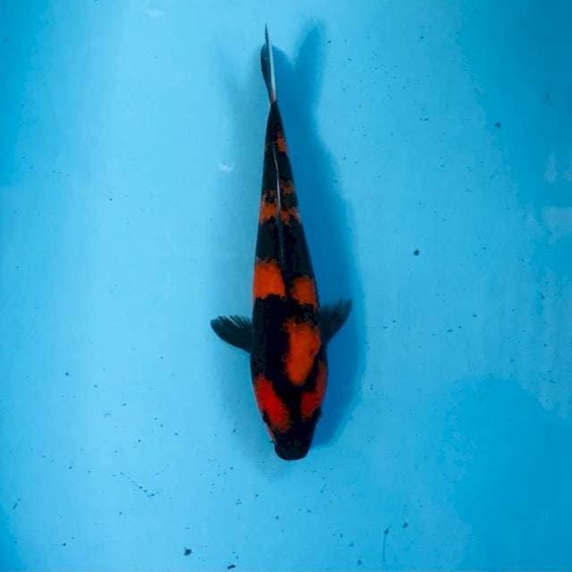 Hi Utsuri, 23 cm