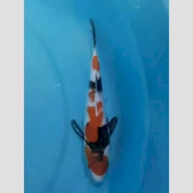 Showa 20cm