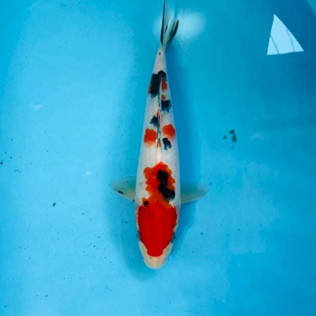 Sanke, 26 cm