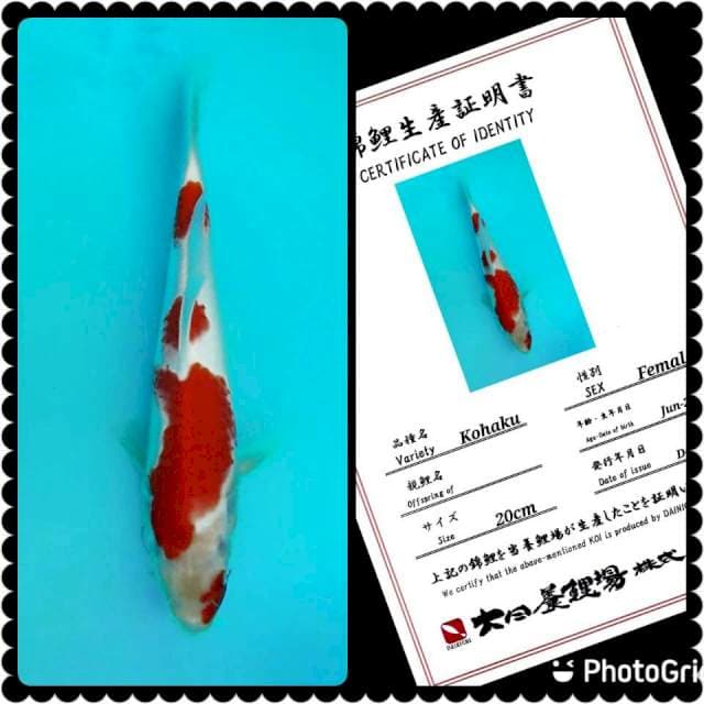 Dainichi Kohaku 25cm