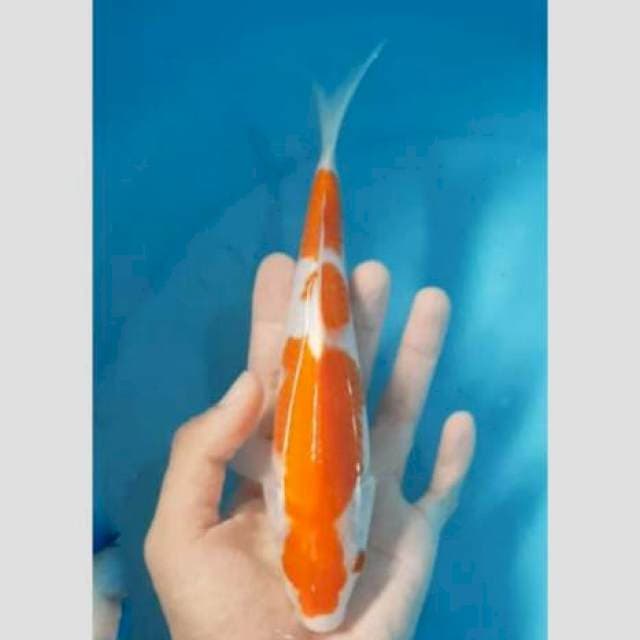 Kohaku 20cm