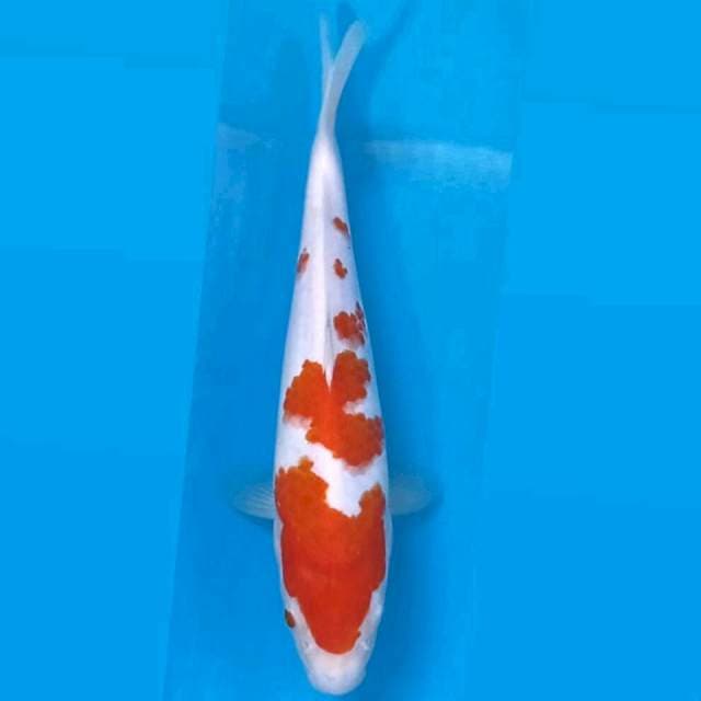 Kohaku, 22 cm