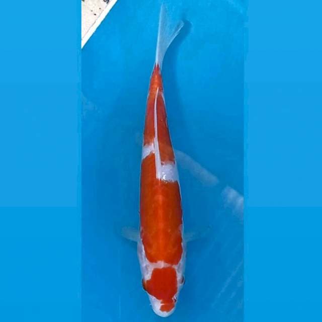 Kohaku doitsu, 19 cm