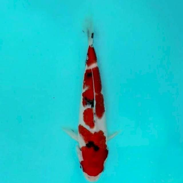 Sanke SQ 20cm