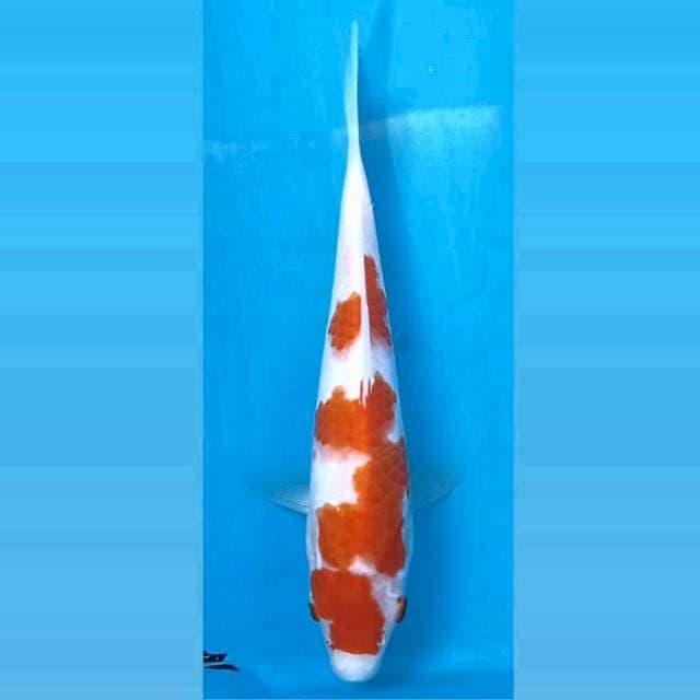 Kohaku, 18 cm
