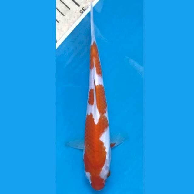 Kohaku, 20 cm