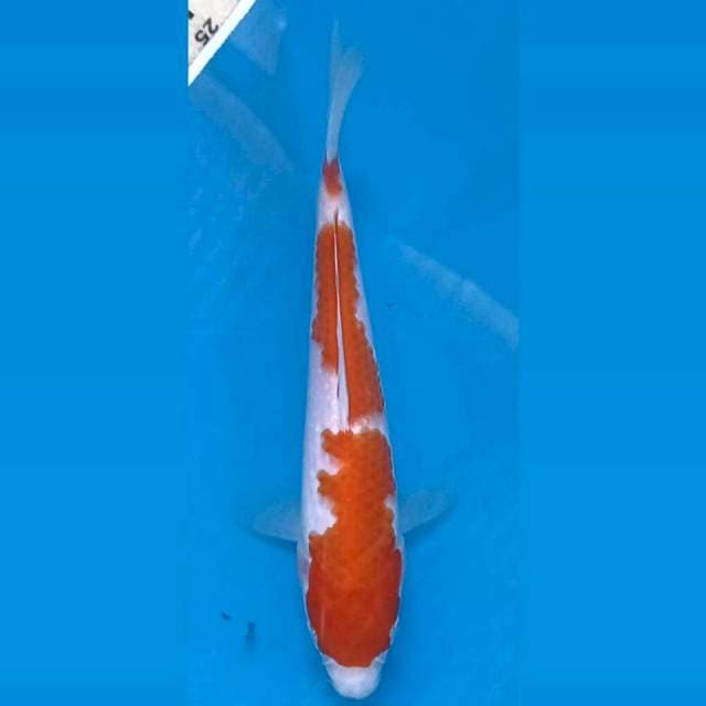 Kohaku, 18 cm