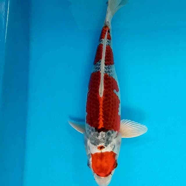 MARUTEN GOSHIKI HQ 29CM