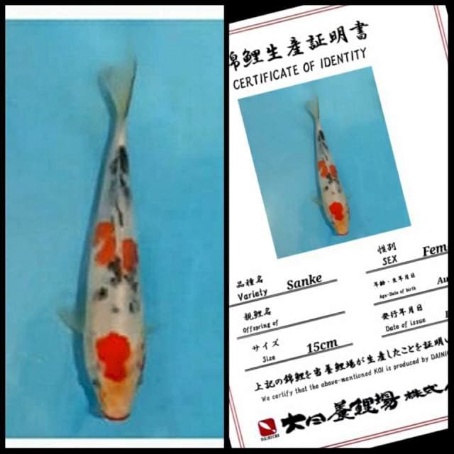 Dainichi Sanke 20bu