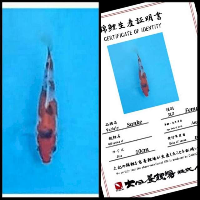 Dainichi Sanke 15bu