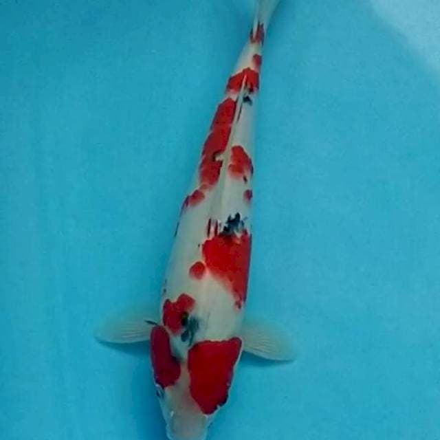Taisho Sanke .35cm.Female