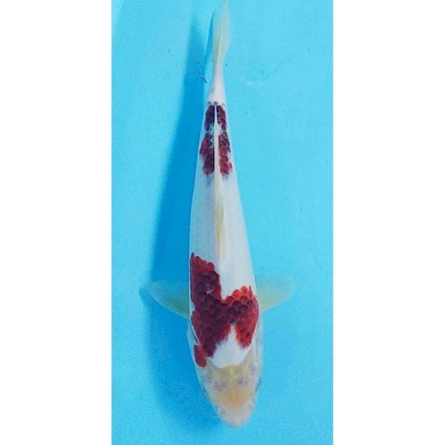 Goromo 31cm