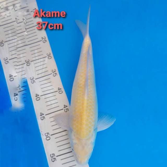 F1 Karashi matamerah 37cm