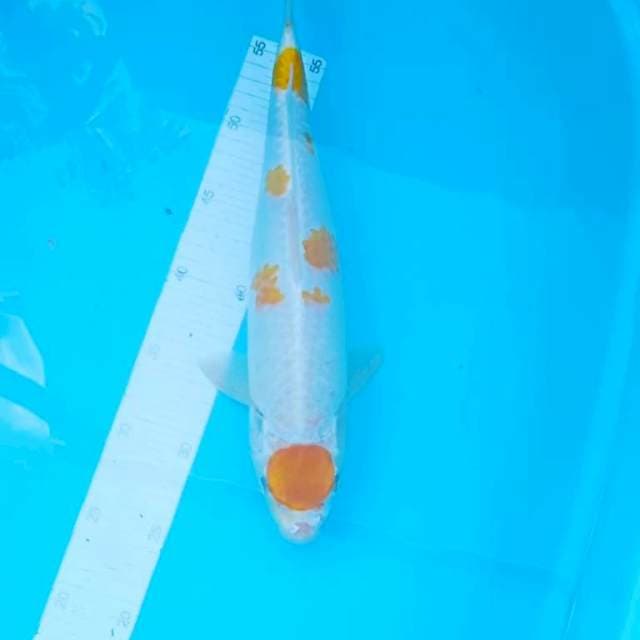 37cm. Maruten Hariwake