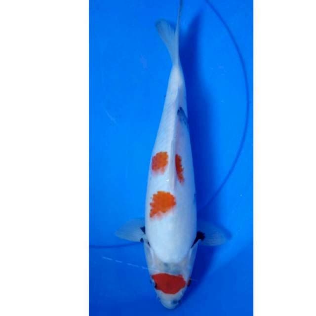 Maruten Showa Tategoi 34cm