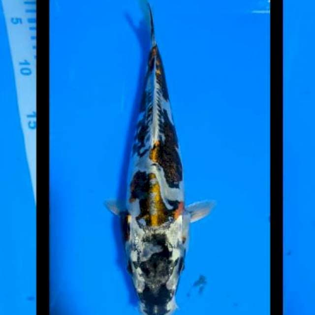 Kikokuryu 25cm