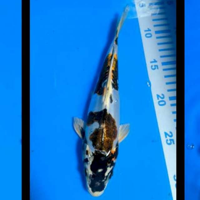 Kilo 25cm