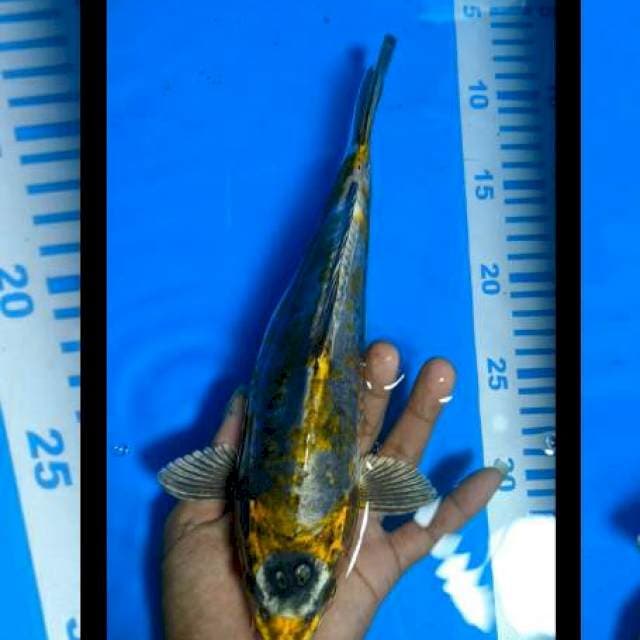 Kikokuryu 29cm