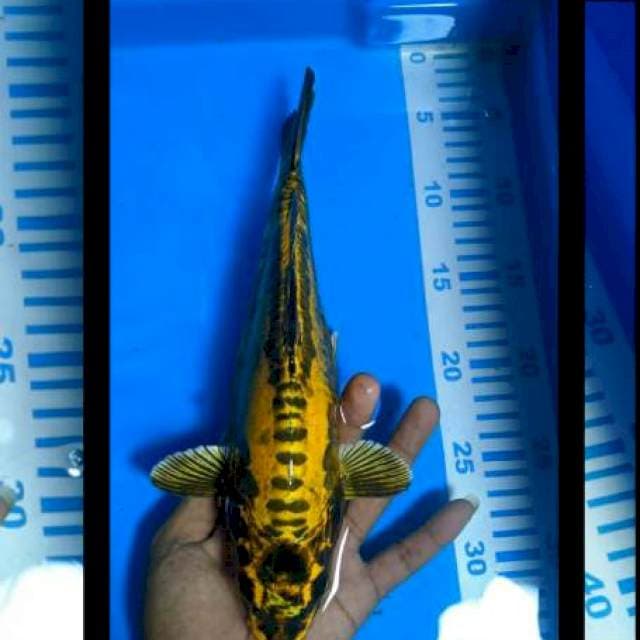 Kikokuryu 30cm