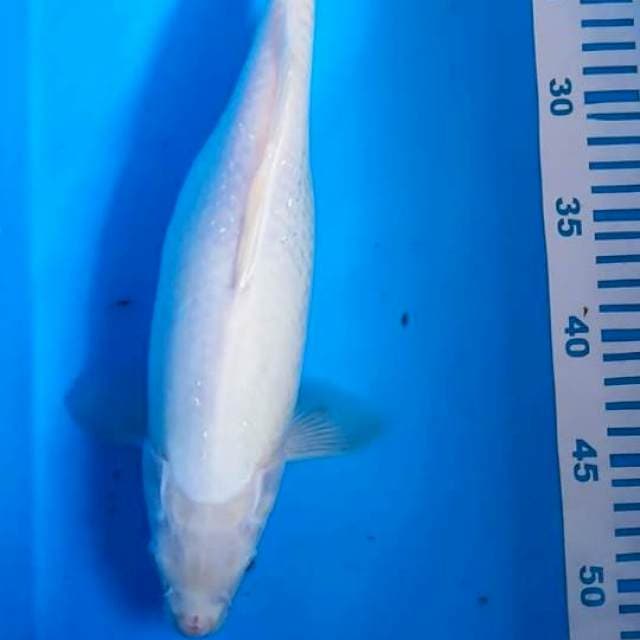 Siromuji 35cm fimale