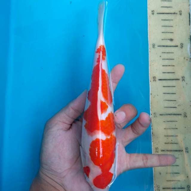 Kohaku merah strong 22 cm