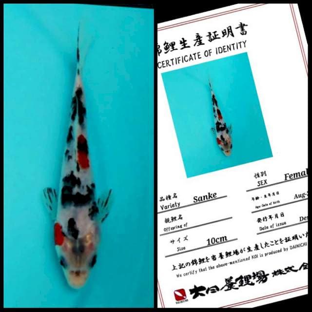 Dainichi Sanke 15bu