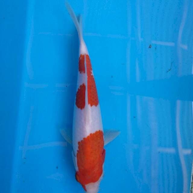 Kohaku jreng 20 cm