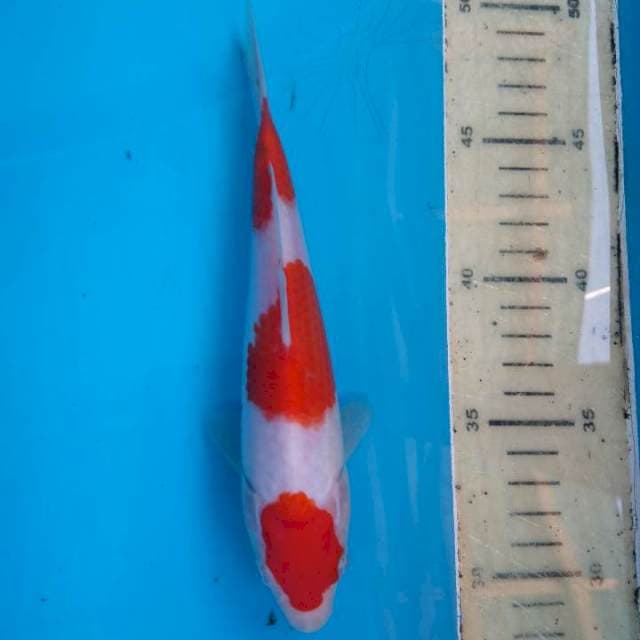 Kohaku 19 cm