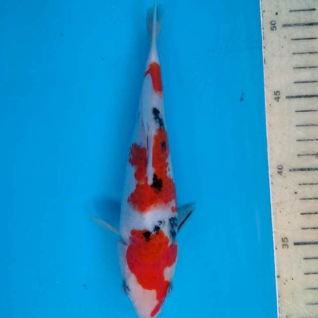 Sanke jouuss 21 cm