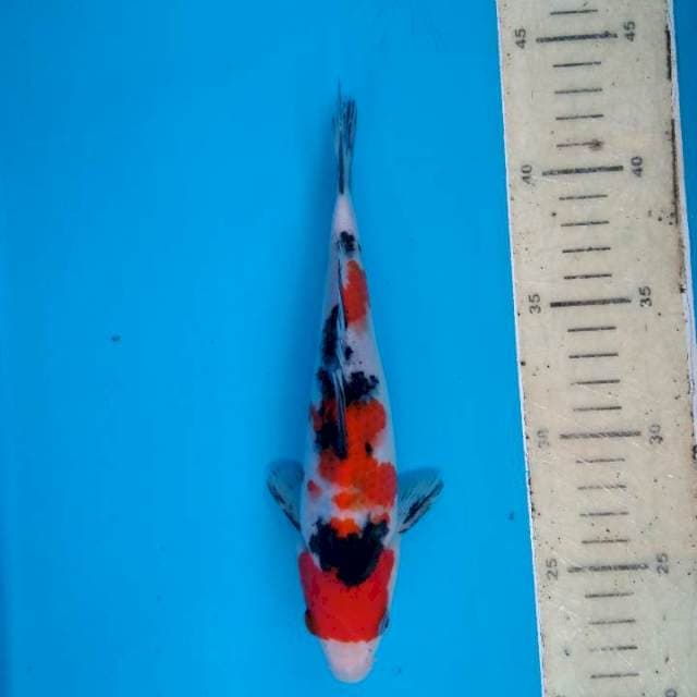 Sanke 21 cm
