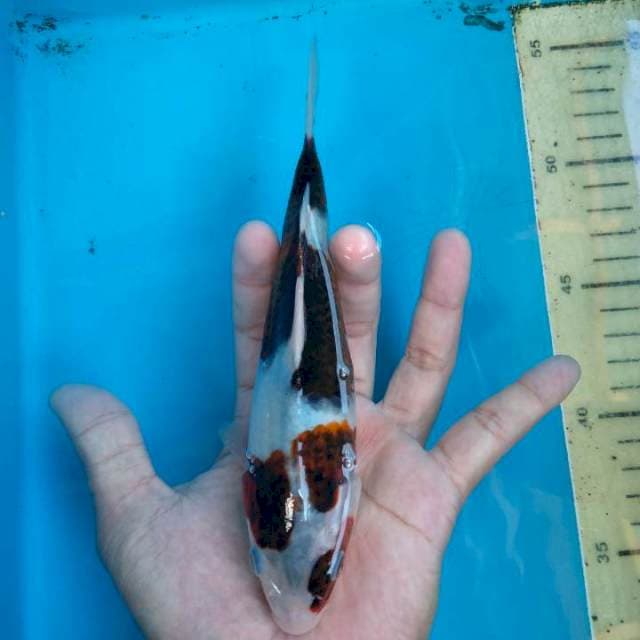 Goromo 18 cm