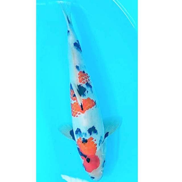 Showa Kanoko 28cm